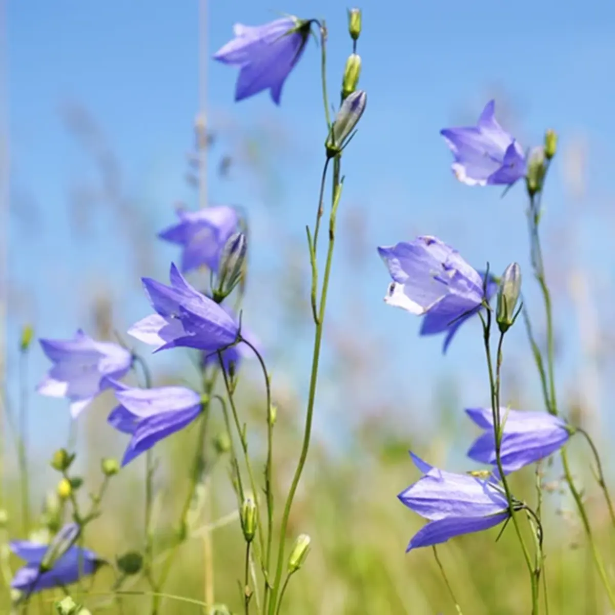 Isle of Skye Candles Reed Diffuser - Scottish Bluebell - Zarter Frühlingsduft aus Schottland 