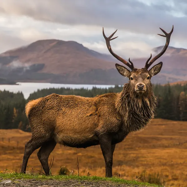 Highland-Stag-600x600