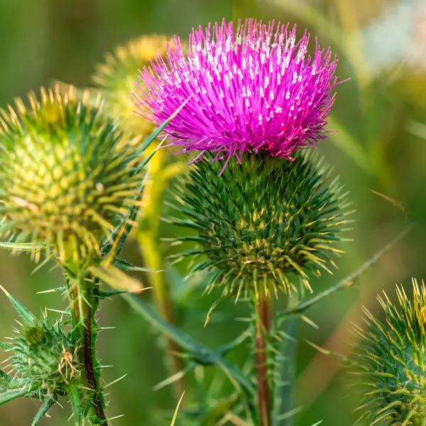 Scottish-Thistle-600x600