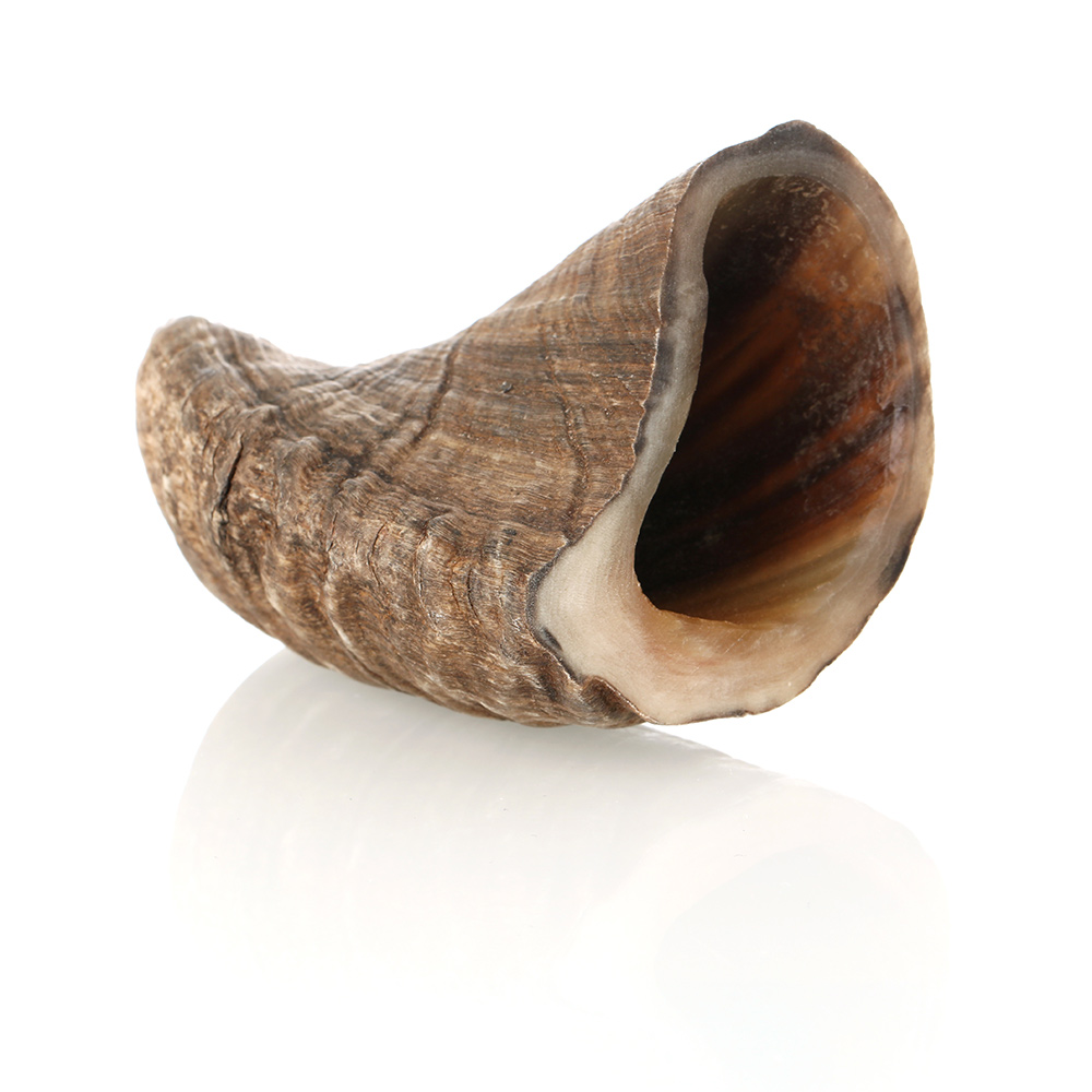Shot-Glas-Becher-Schafshorn-Natur-002 Shotbecher  / Schnapsbecher aus echtem Widderhorn / Schafshorn - aussen natur