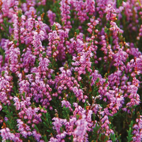 Isle of Skye Candles Duft Diffusor - Heather & Wild Berries - Zarter Frühlingsduft aus Schottland