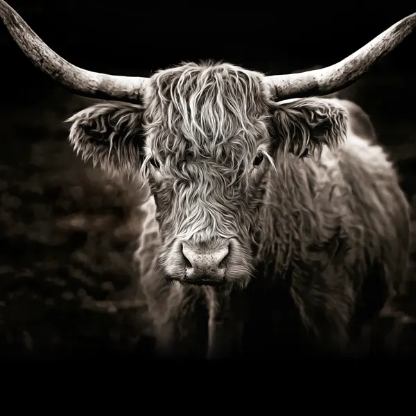 Highland-Cow-600x600