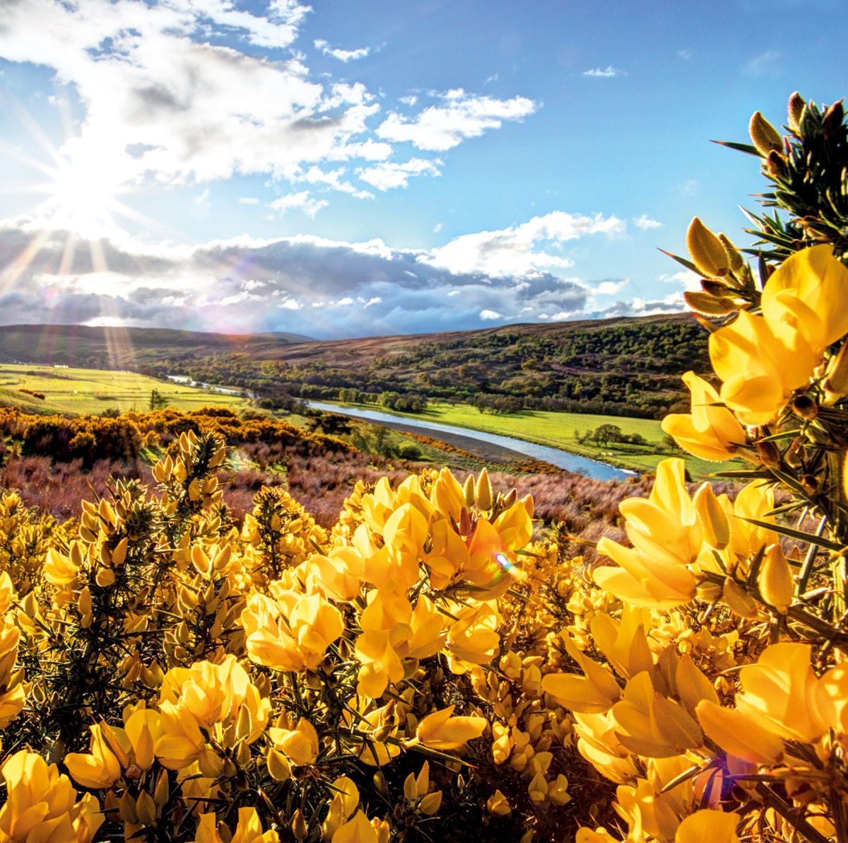 Isle of Skye Candles Duftkerze XL - Highland Gorse - Frischer Frühlingsduft aus Schottland 